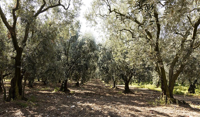 Ege’nin Doğal Dokunuşu